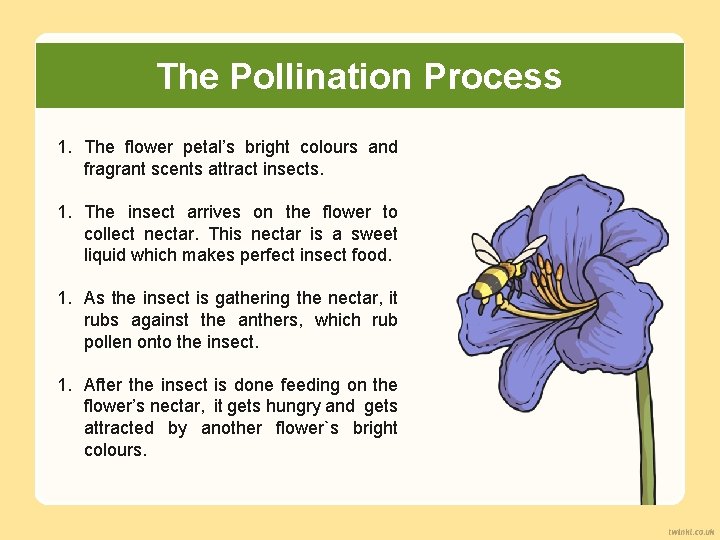 The Pollination Process 1. The flower petal’s bright colours and fragrant scents attract insects.