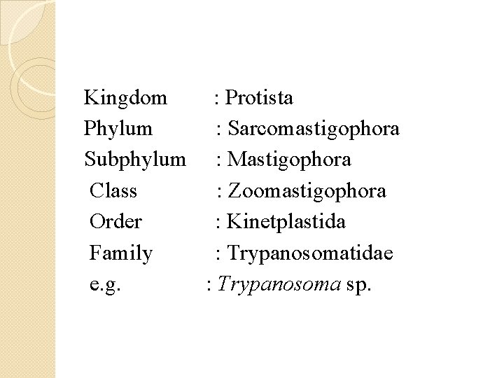 Kingdom : Protista Phylum : Sarcomastigophora Subphylum : Mastigophora Class : Zoomastigophora Order :