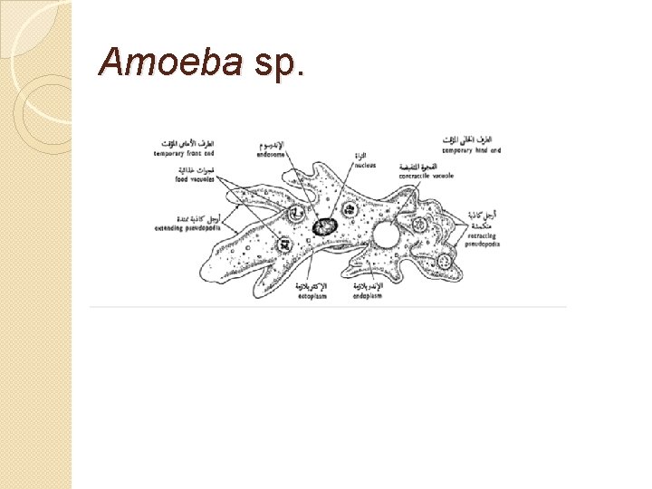 Amoeba sp. 