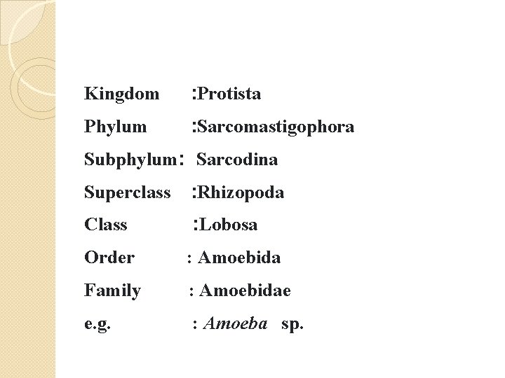 Kingdom : Protista Phylum : Sarcomastigophora Subphylum: Sarcodina Superclass : Rhizopoda Class : Lobosa Kingdom : Protista Phylum : Sarcomastigophora Subphylum: Sarcodina Superclass : Rhizopoda Class : Lobosa