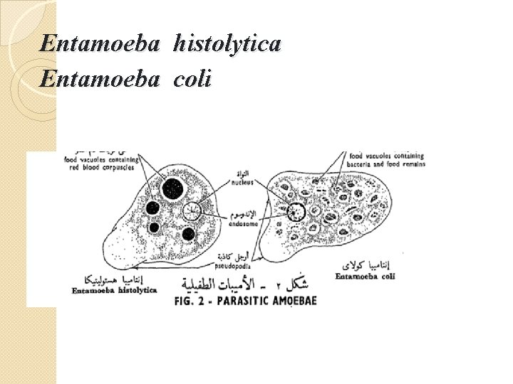 Entamoeba histolytica Entamoeba coli 