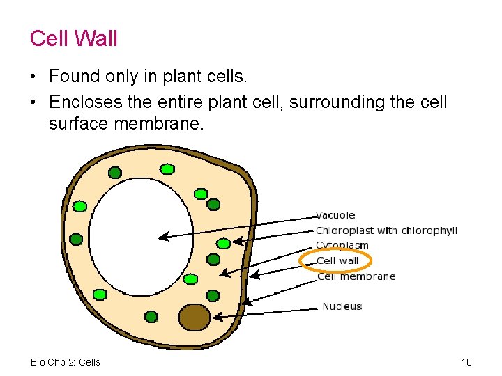Cell Wall • Found only in plant cells. • Encloses the entire plant cell,