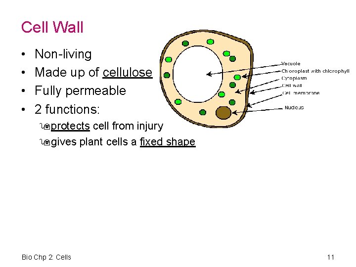 Cell Wall • • Non-living Made up of cellulose Fully permeable 2 functions: 9
