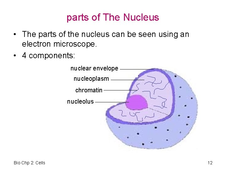 parts of The Nucleus • The parts of the nucleus can be seen using