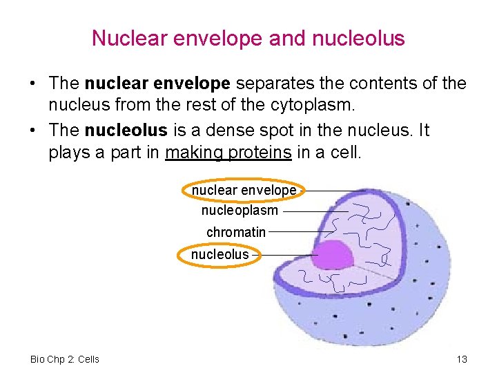 Nuclear envelope and nucleolus • The nuclear envelope separates the contents of the nucleus