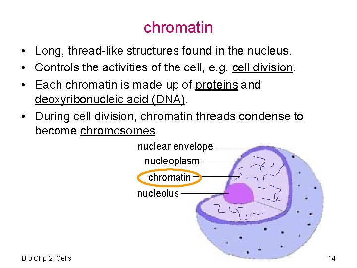 chromatin • Long, thread-like structures found in the nucleus. • Controls the activities of