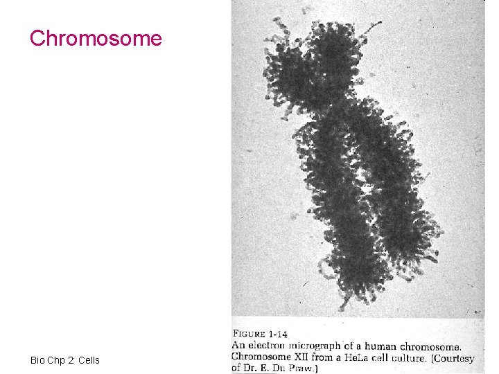 Chromosome Bio Chp 2: Cells 15 