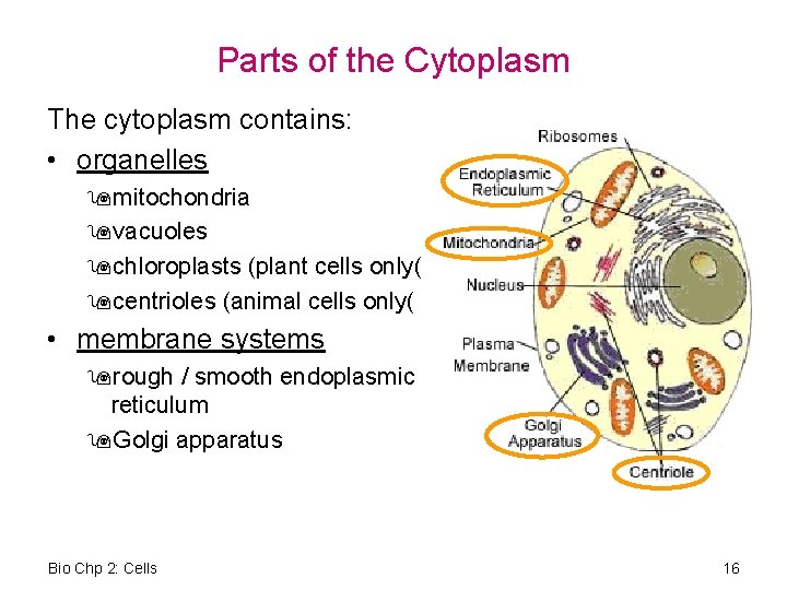 Parts of the Cytoplasm The cytoplasm contains: • organelles 9 mitochondria 9 vacuoles 9