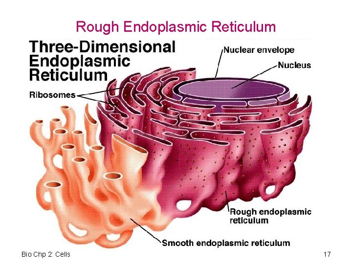 Rough Endoplasmic Reticulum Bio Chp 2: Cells 17 