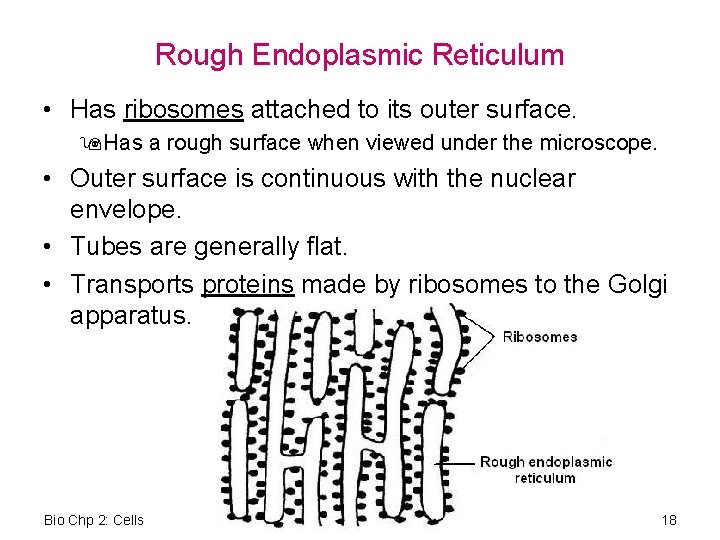 Rough Endoplasmic Reticulum • Has ribosomes attached to its outer surface. 9 Has a