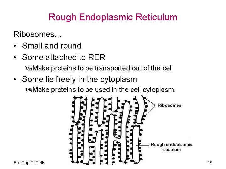 Rough Endoplasmic Reticulum Ribosomes… • Small and round • Some attached to RER 9