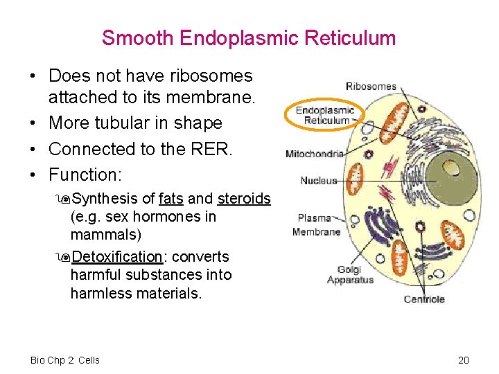 Smooth Endoplasmic Reticulum • Does not have ribosomes attached to its membrane. • More