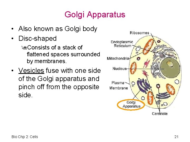 Golgi Apparatus • Also known as Golgi body • Disc-shaped 9 Consists of a