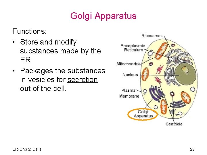 Golgi Apparatus Functions: • Store and modify substances made by the ER • Packages