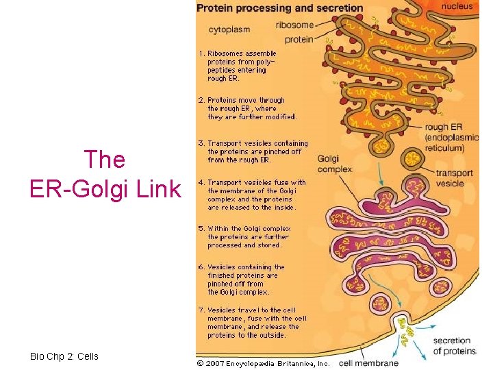 The ER-Golgi Link Bio Chp 2: Cells 23 