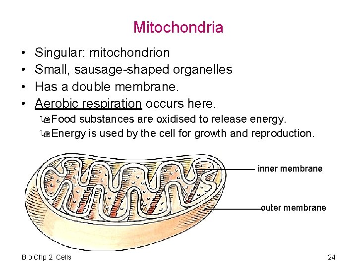Mitochondria • • Singular: mitochondrion Small, sausage-shaped organelles Has a double membrane. Aerobic respiration