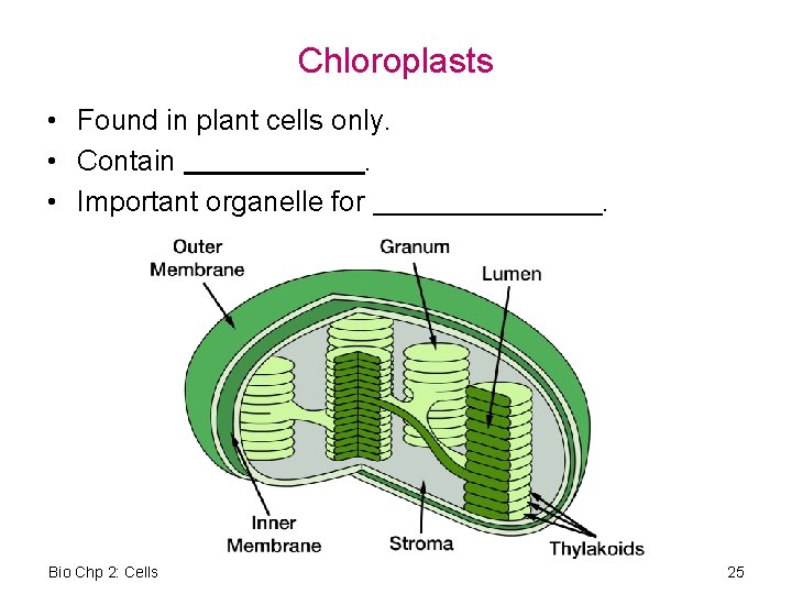 Chloroplasts • Found in plant cells only. • Contain. • Important organelle for Bio