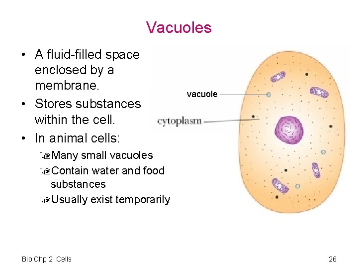 Vacuoles • A fluid-filled space enclosed by a membrane. • Stores substances within the