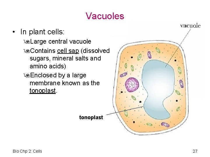 Vacuoles • In plant cells: 9 Large central vacuole 9 Contains cell sap (dissolved