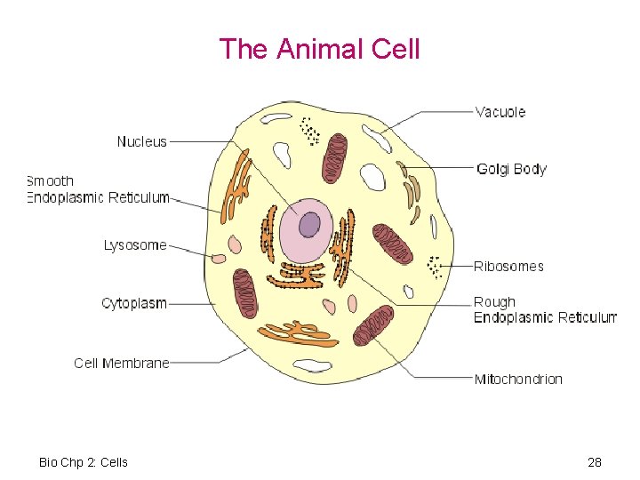 The Animal Cell Bio Chp 2: Cells 28 