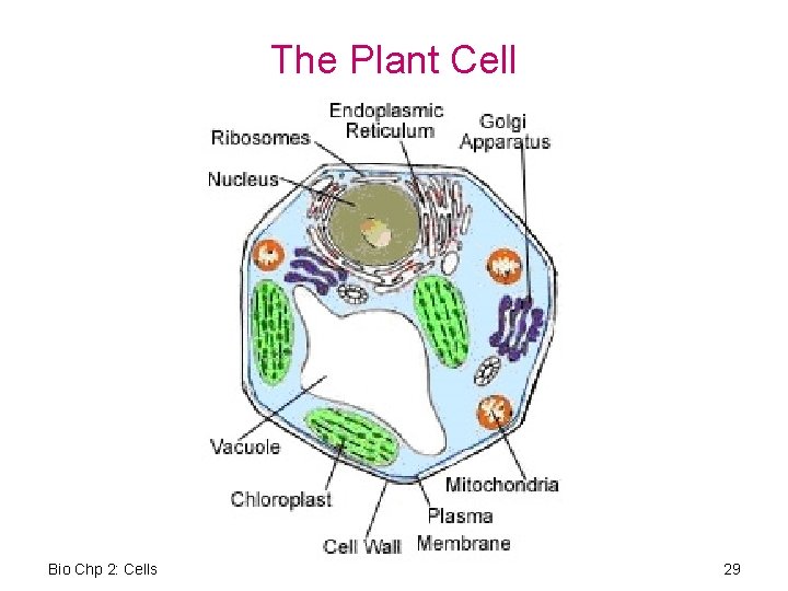 The Plant Cell Bio Chp 2: Cells 29 