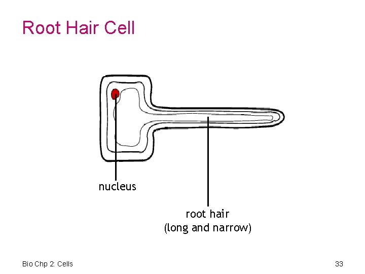 Root Hair Cell nucleus root hair (long and narrow) Bio Chp 2: Cells 33