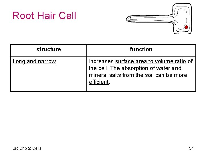 Root Hair Cell structure Long and narrow Bio Chp 2: Cells function Increases surface