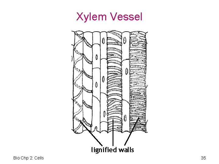 Xylem Vessel lignified walls Bio Chp 2: Cells 35 