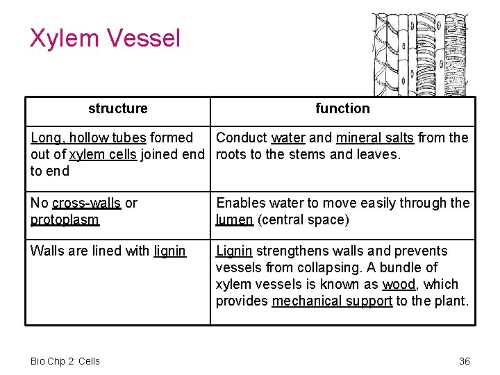 Xylem Vessel structure function Long, hollow tubes formed Conduct water and mineral salts from