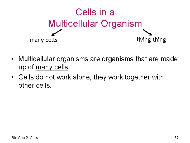 Cells in a Multicellular Organism many cells living thing • Multicellular organisms are organisms