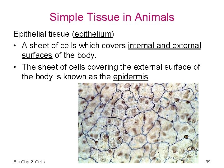 Simple Tissue in Animals Epithelial tissue (epithelium) • A sheet of cells which covers