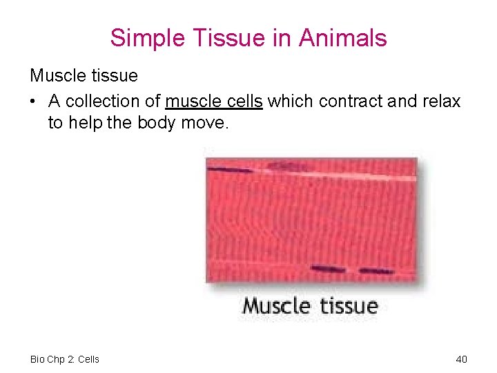 Simple Tissue in Animals Muscle tissue • A collection of muscle cells which contract