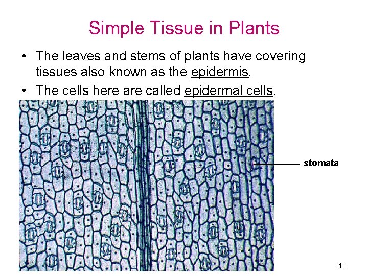 Simple Tissue in Plants • The leaves and stems of plants have covering tissues