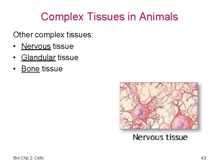 Complex Tissues in Animals Other complex tissues: • Nervous tissue • Glandular tissue •