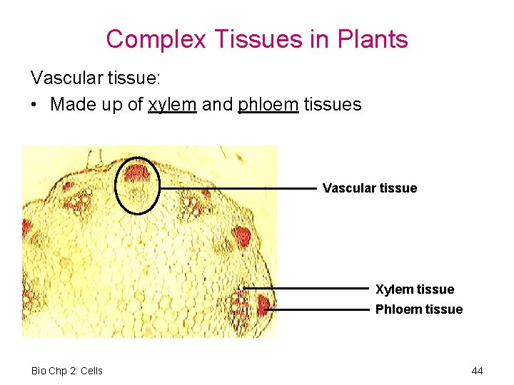 Complex Tissues in Plants Vascular tissue: • Made up of xylem and phloem tissues