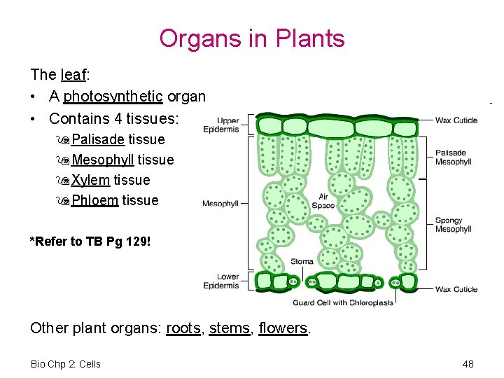Organs in Plants The leaf: • A photosynthetic organ • Contains 4 tissues: 9