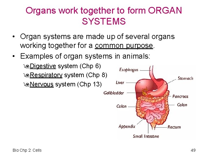 Organs work together to form ORGAN SYSTEMS • Organ systems are made up of