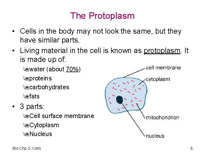 The Protoplasm • Cells in the body may not look the same, but they
