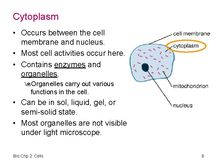 Cytoplasm • Occurs between the cell membrane and nucleus. • Most cell activities occur