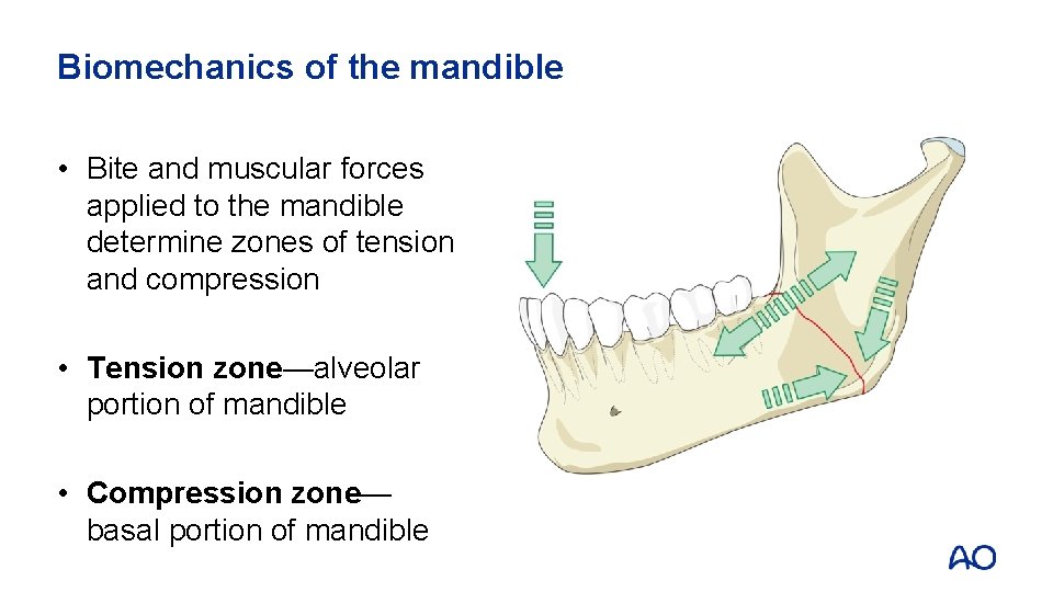 Biomechanics of the mandible • Bite and muscular forces applied to the mandible determine