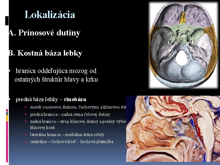 Lokalizácia A. Prínosové dutiny B. Kostná báza lebky hranica oddeľujúca mozog od ostatných štruktúr