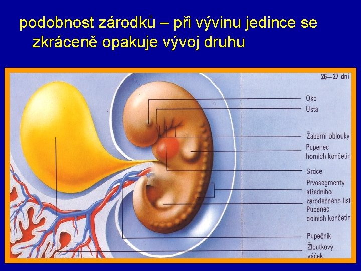 podobnost zárodků – při vývinu jedince se zkráceně opakuje vývoj druhu 