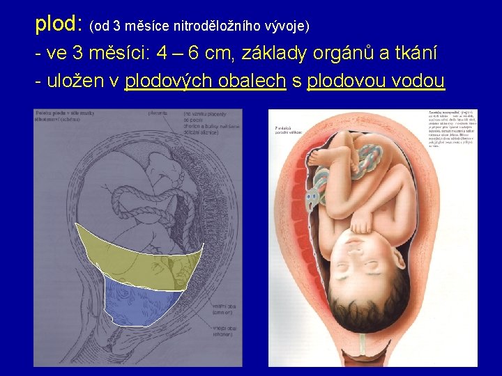 plod: (od 3 měsíce nitroděložního vývoje) - ve 3 měsíci: 4 – 6 cm,