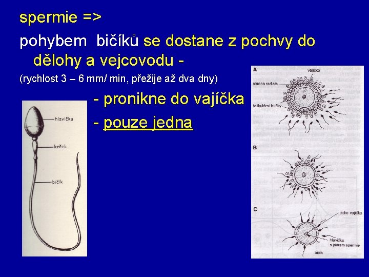 spermie => pohybem bičíků se dostane z pochvy do dělohy a vejcovodu (rychlost 3