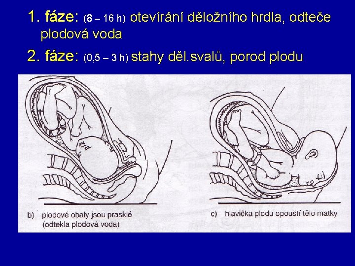 1. fáze: (8 – 16 h) otevírání děložního hrdla, odteče plodová voda 2. fáze: