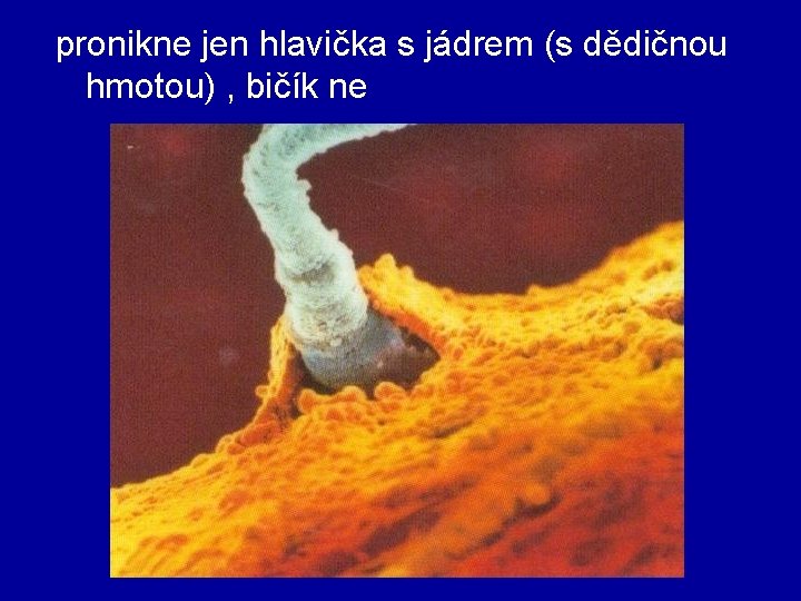 pronikne jen hlavička s jádrem (s dědičnou hmotou) , bičík ne 