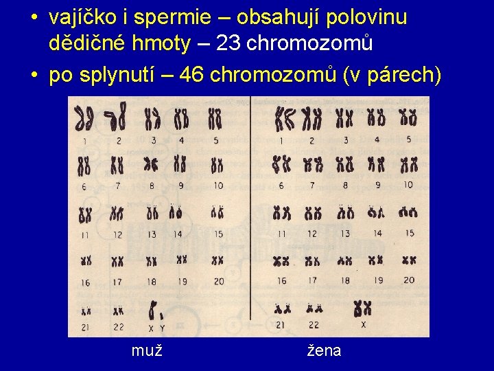  • vajíčko i spermie – obsahují polovinu dědičné hmoty – 23 chromozomů •