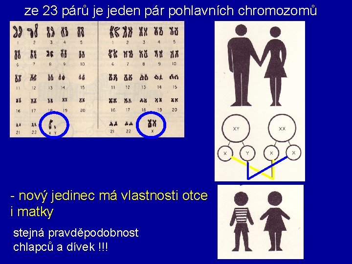 ze 23 párů je jeden pár pohlavních chromozomů - nový jedinec má vlastnosti otce
