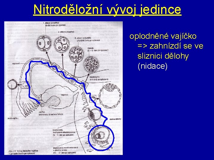 Nitroděložní vývoj jedince oplodněné vajíčko => zahnízdí se ve sliznici dělohy (nidace) 