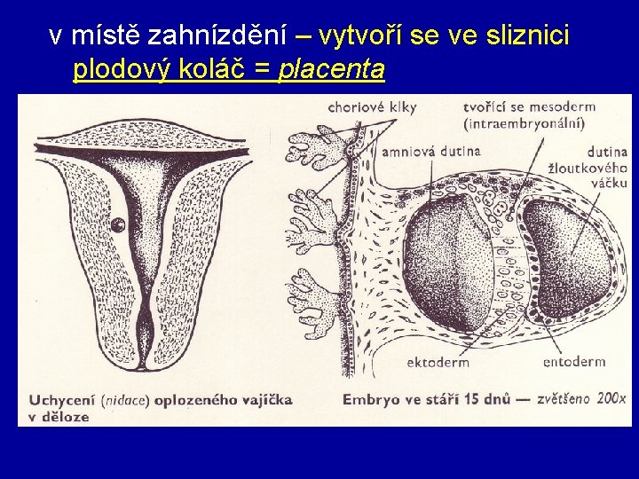 v místě zahnízdění – vytvoří se ve sliznici plodový koláč = placenta 